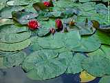 Nymphaea albia