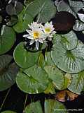 Nymphaea albia