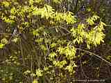 Forsythia x intermedia