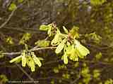 Forsythia x intermedia