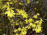 Forsythia