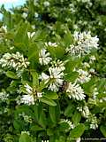 Ligustrum obtusifolium