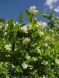 Ligustrum obtusifolium