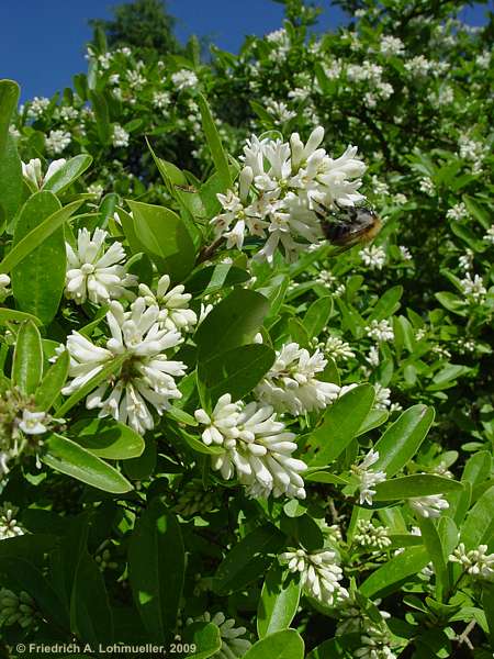 Ligustrum obtusifolium