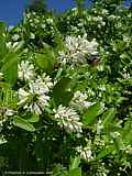 Ligustrum obtusifolium