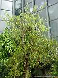 Olea europaea