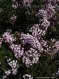 Syringa