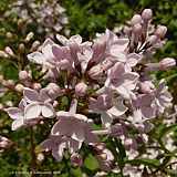 Syringa nil