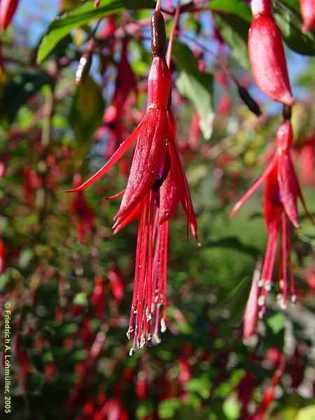 Clarkia amoena