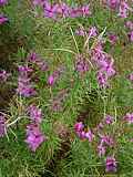 Epilobium dodonaei