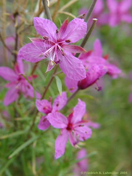 Epilobium dodonaei