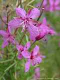 Epilobium dodonaei