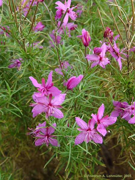 Epilobium dodonaei