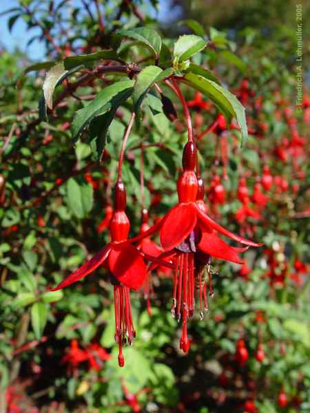 Fuchsia magellanica var. conica