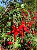 Fuchsia magellanica var. conica