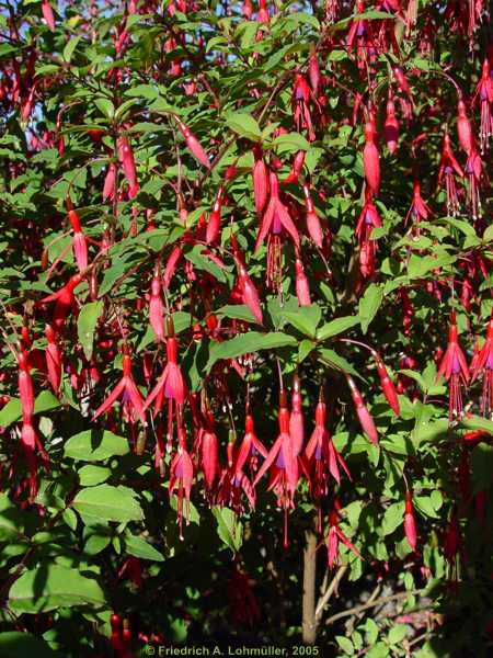 Fuchsia magellanica 'Gracilis'