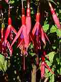 Fuchsia magellanica 'Gracilis'