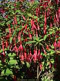 Fuchsia magellanica 'Gracilis'