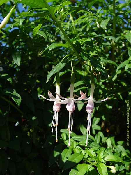 Fuchsia magellanica 'Gracilis'