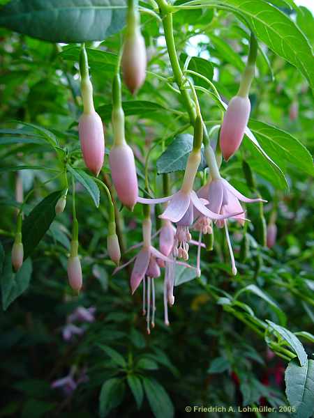 Fuchsia species