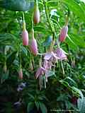 Fuchsia species