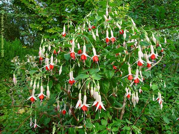 Fuchsia species