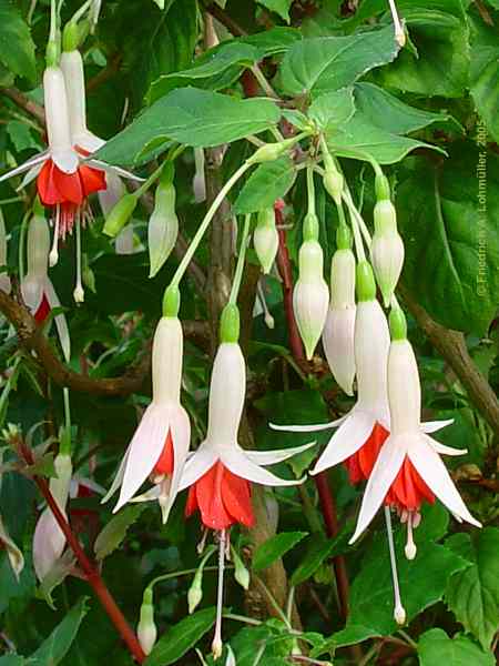 Fuchsia species