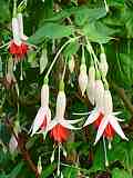 Fuchsia species