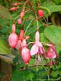 Fuchsia species