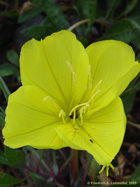 Oenothera macrocarpa