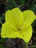 Oenothera macrocarpa