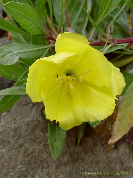 Oenothera macrocarpa