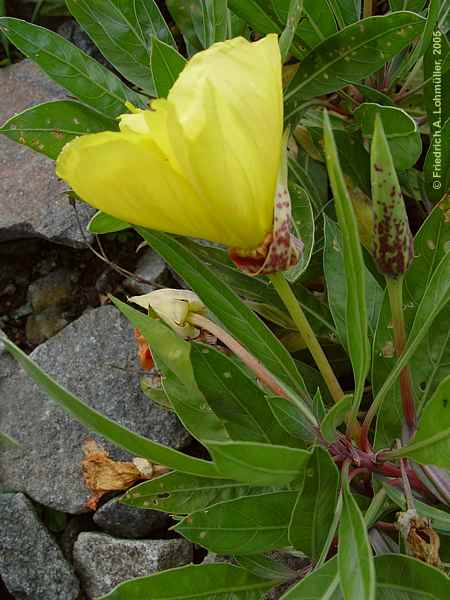 Oenothera macrocarpa