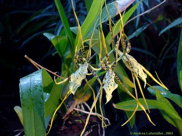 Brassia species