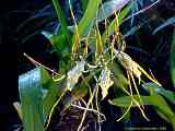 Brassia