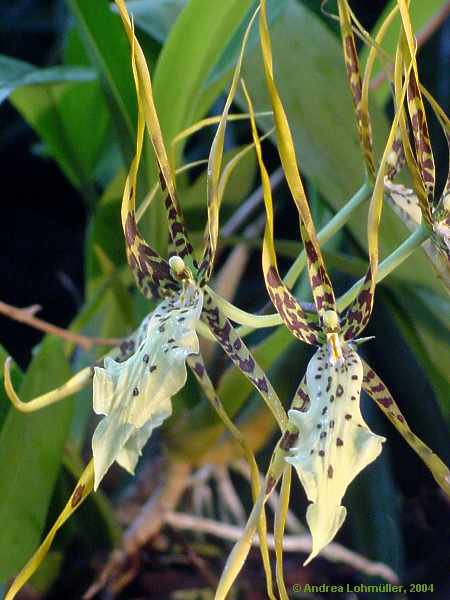 Brassia species