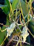 Brassia