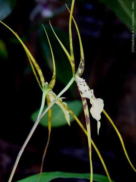 Brassia species