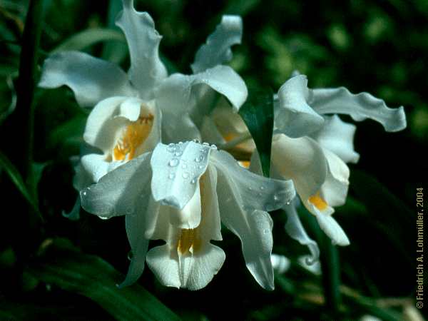 Coelogyne cristata