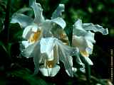 Coelogyne cristata