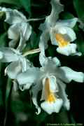 Coelogyne