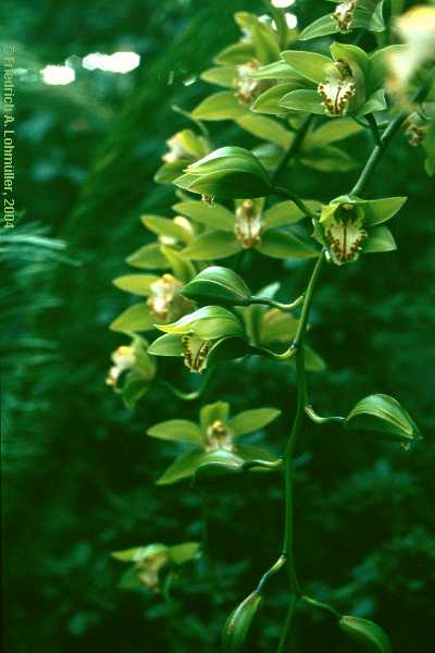 Cymbidium species