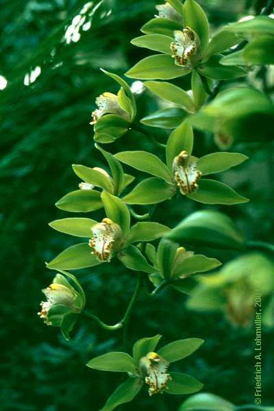 Cymbidium species