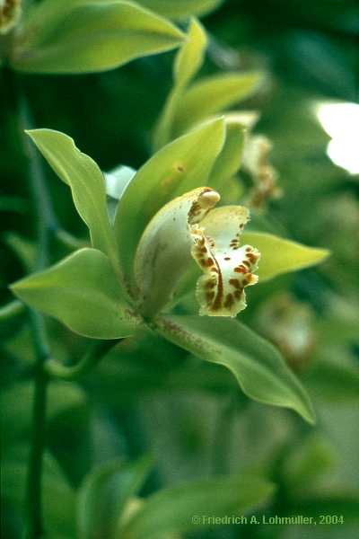 Cymbidium species