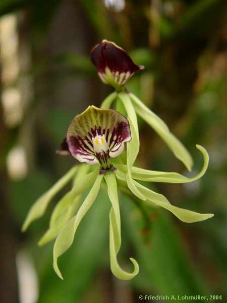 Epidendrum cochleatum