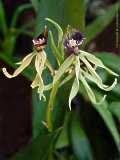 Epidendrum cochleatum