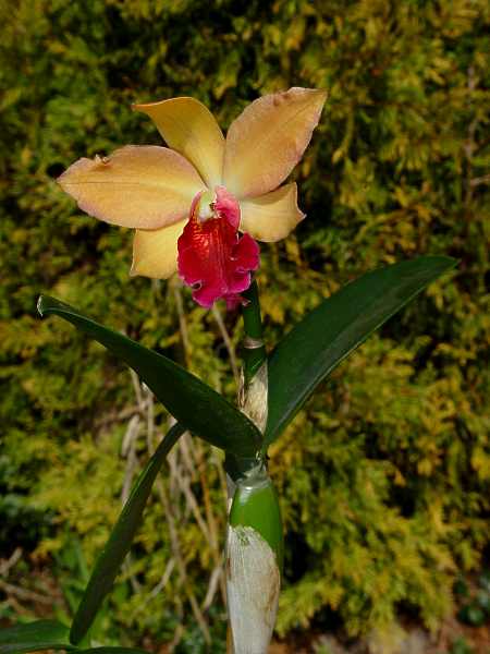 Laelia species