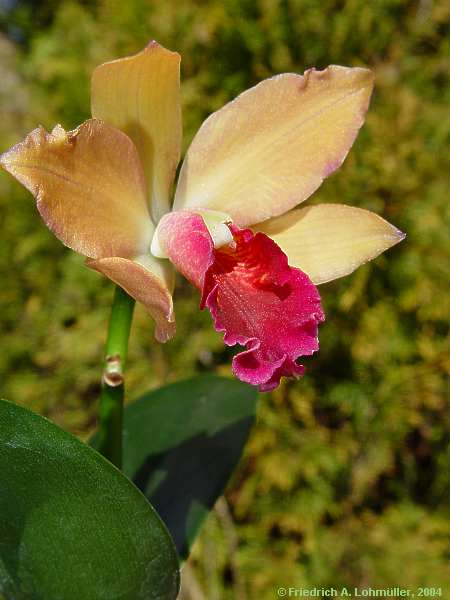 Laelia species