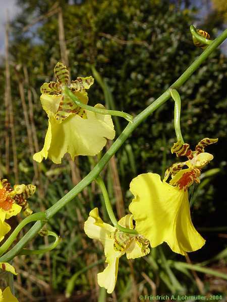 Odontoglossum bictoniense x Oncidium cucucllatum