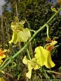 Odontoglossum_bictoniense x Oncidium cucucllatum